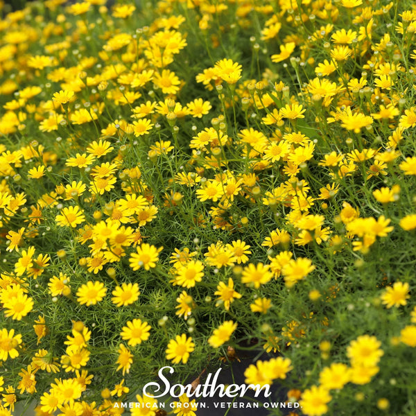 Dahlberg Daisy Seeds