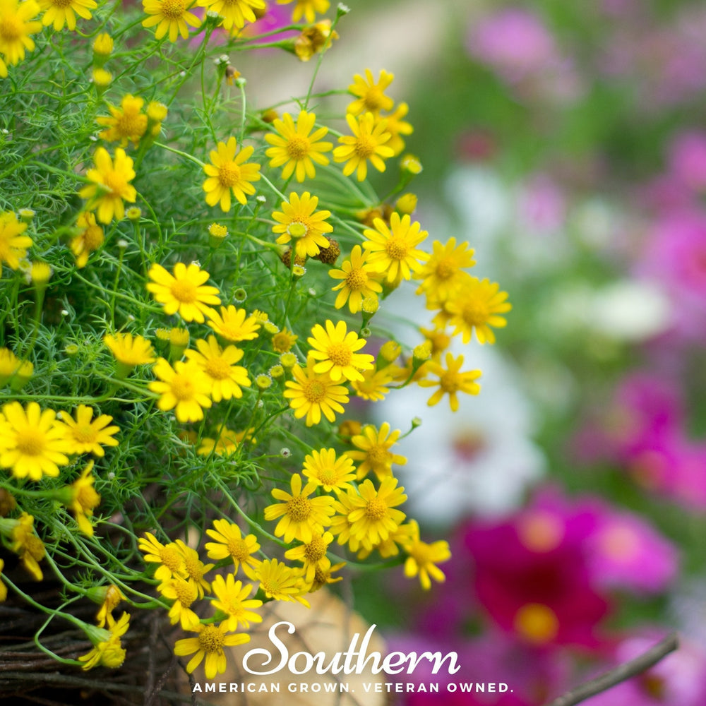 Dahlberg Daisy Seeds