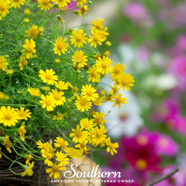 Dahlberg Daisy Seeds