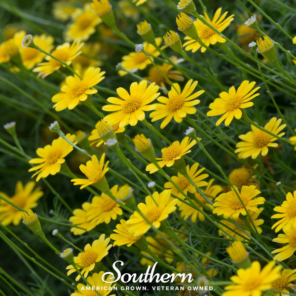 Dahlberg Daisy Seeds