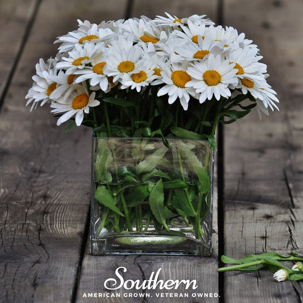 Dwarf Shasta Daisy Seeds