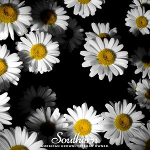 Dwarf Shasta Daisy Seeds