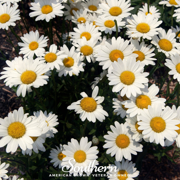 Dwarf Shasta Daisy Seeds