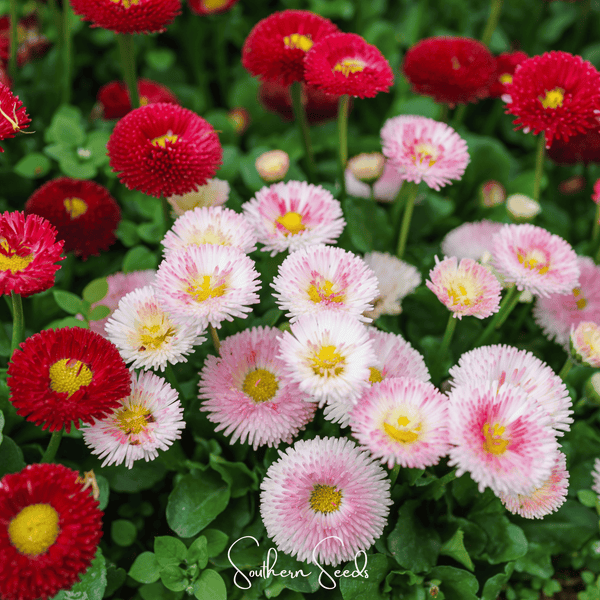 Super Enorma English Daisy Mix Seeds