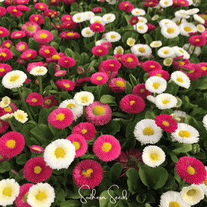 Super Enorma English Daisy Mix Seeds