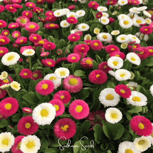Super Enorma English Daisy Mix Seeds
