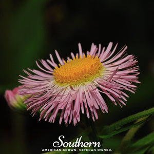 Dainty Daisy Fleabane Seeds