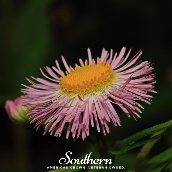 Dainty Daisy Fleabane Seeds