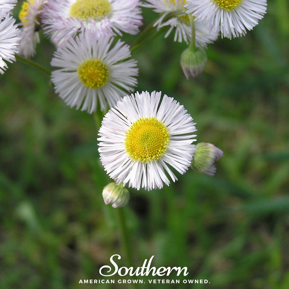 Dainty Daisy Fleabane Seeds