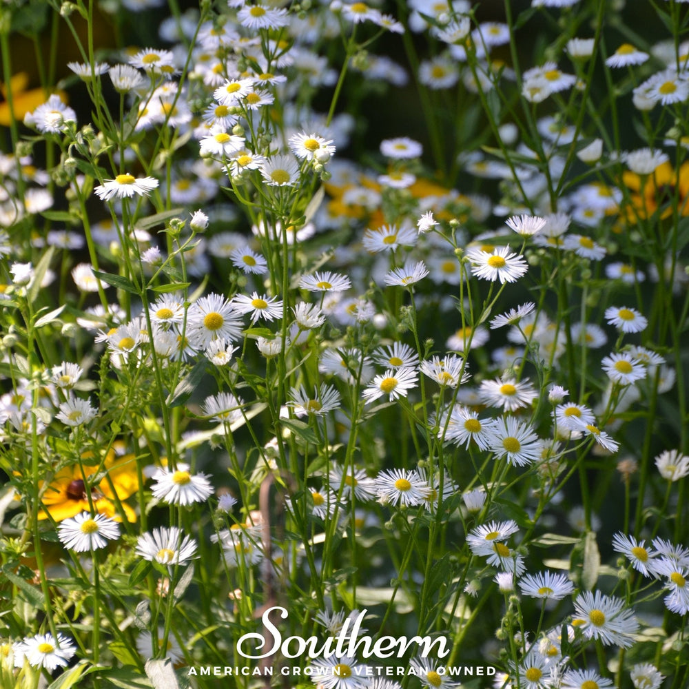 Dainty Daisy Fleabane Seeds