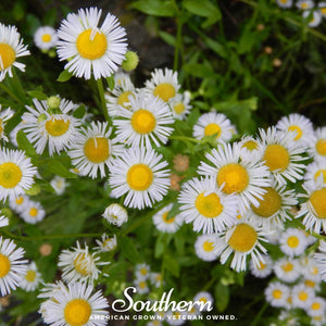Dainty Daisy Fleabane Seeds