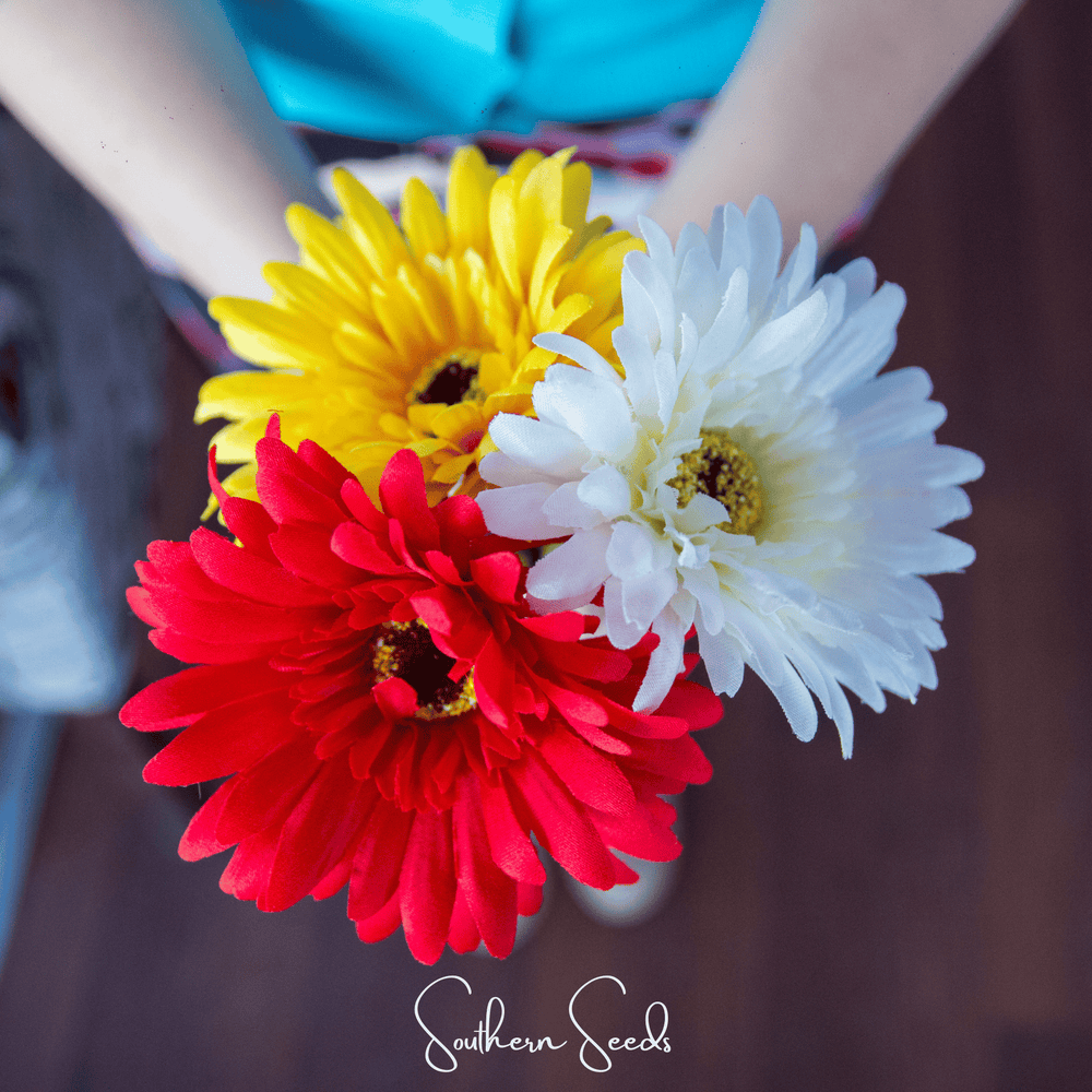 Gerbera Daisy Seed Mix
