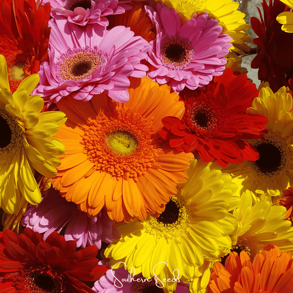 Gerbera Daisy Seed Mix