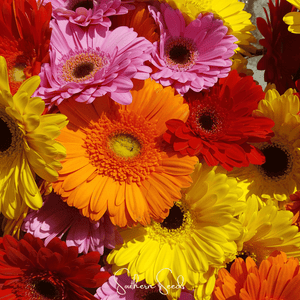 Gerbera Daisy Seed Mix
