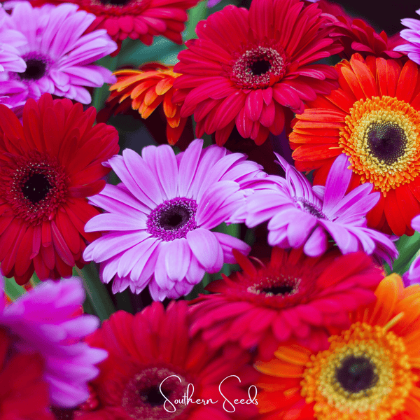 Gerbera Daisy Seed Mix
