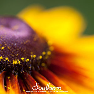 Gloriosa Daisy Seeds