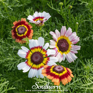 Painted Daisy Seeds