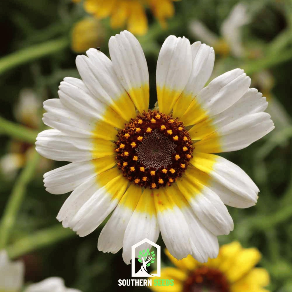 Polar Star Daisy Seeds