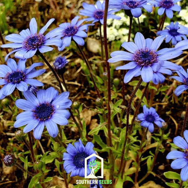 The Blues Blue Daisy Seeds