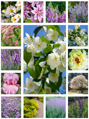 Full sun deer resistant perennials