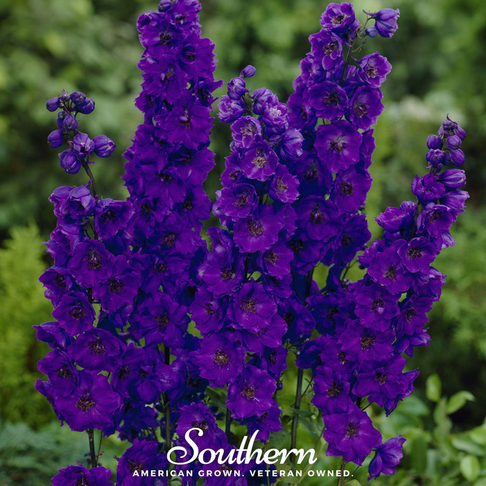Black Knight Delphinium Seeds