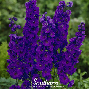 Black Knight Delphinium Seeds