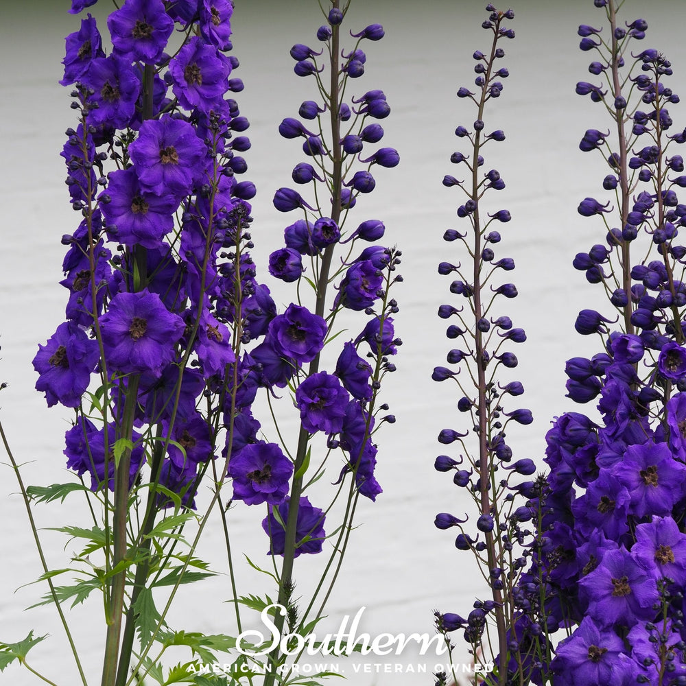 Black Knight Delphinium Seeds