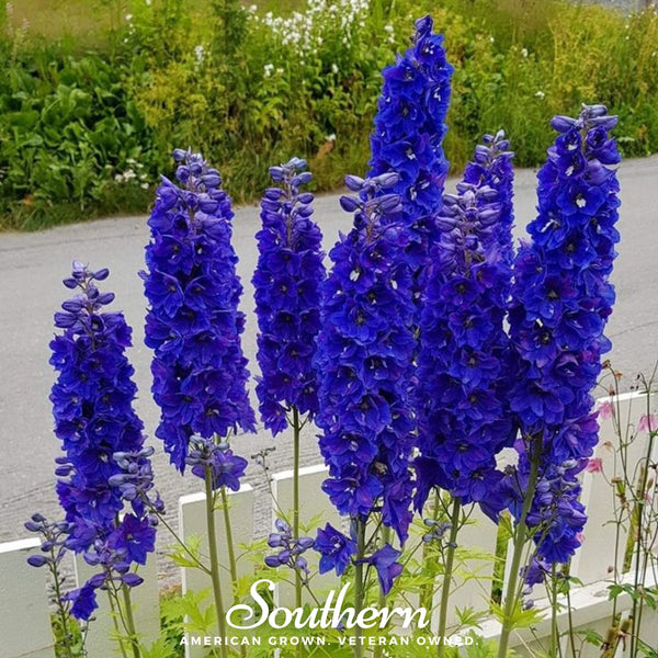 Black Knight Delphinium Seeds
