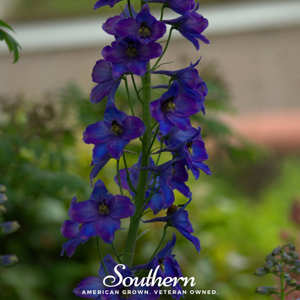 Black Knight Delphinium Seeds