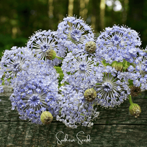Blue Lace Flower Didiscus Seeds