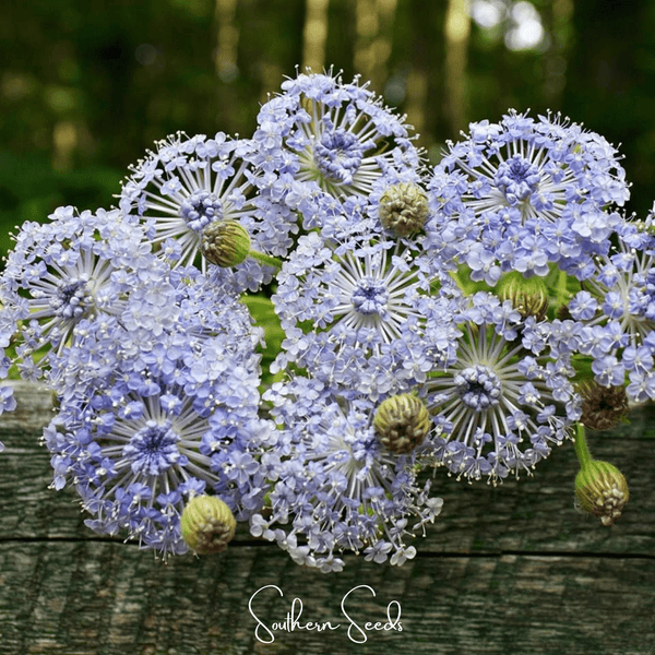 Blue Lace Flower Didiscus Seeds