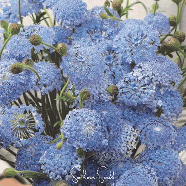 Blue Lace Flower Didiscus Seeds