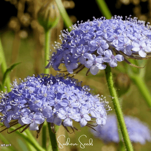 Blue Lace Flower Didiscus Seeds