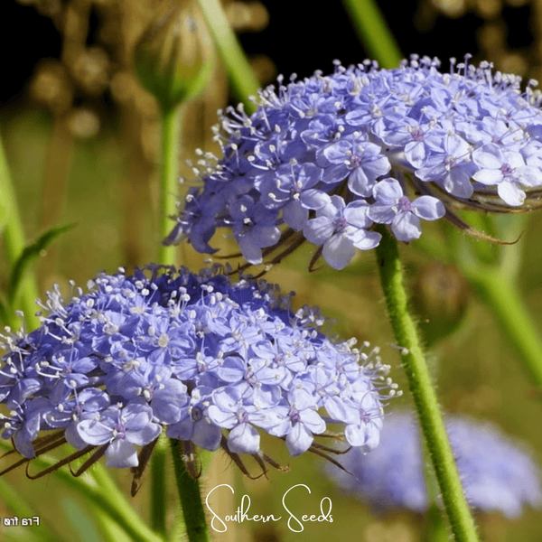 Blue Lace Flower Didiscus Seeds