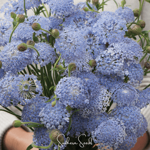 Blue Lace Flower Didiscus Seeds