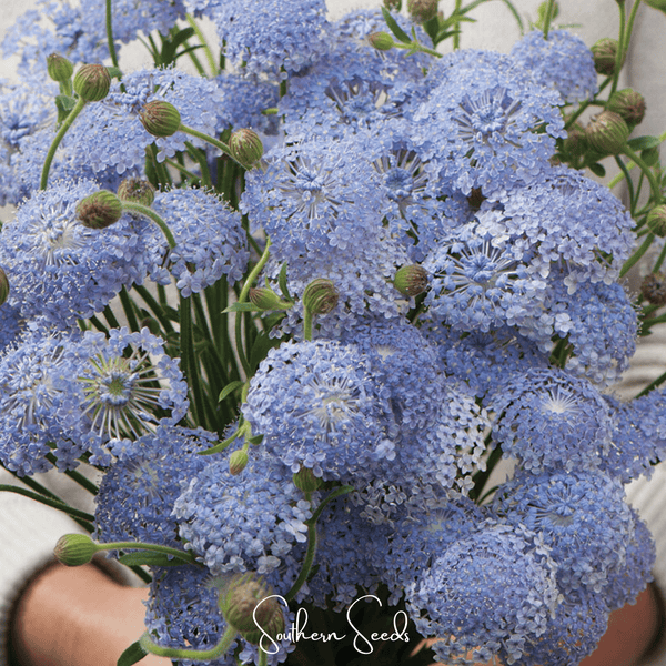 Blue Lace Flower Didiscus Seeds