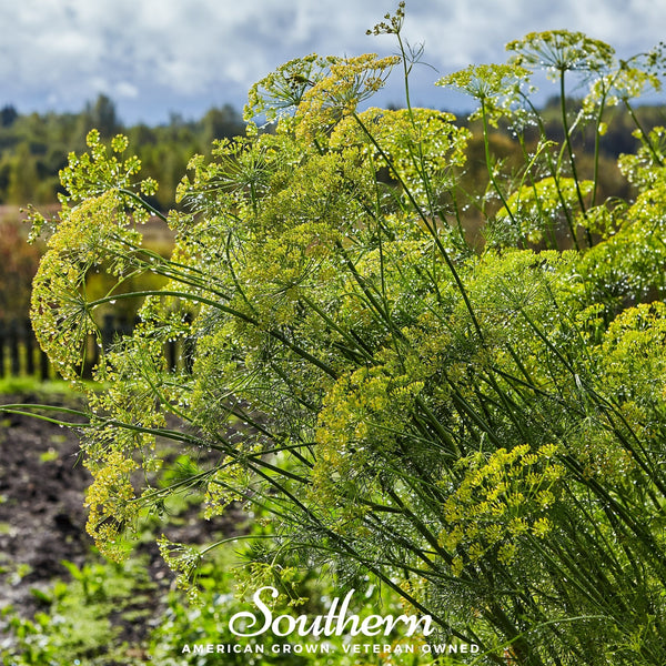 Mammoth Long Island Dill Seeds