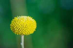 Rosilla Helenium Sneezeweed Seeds