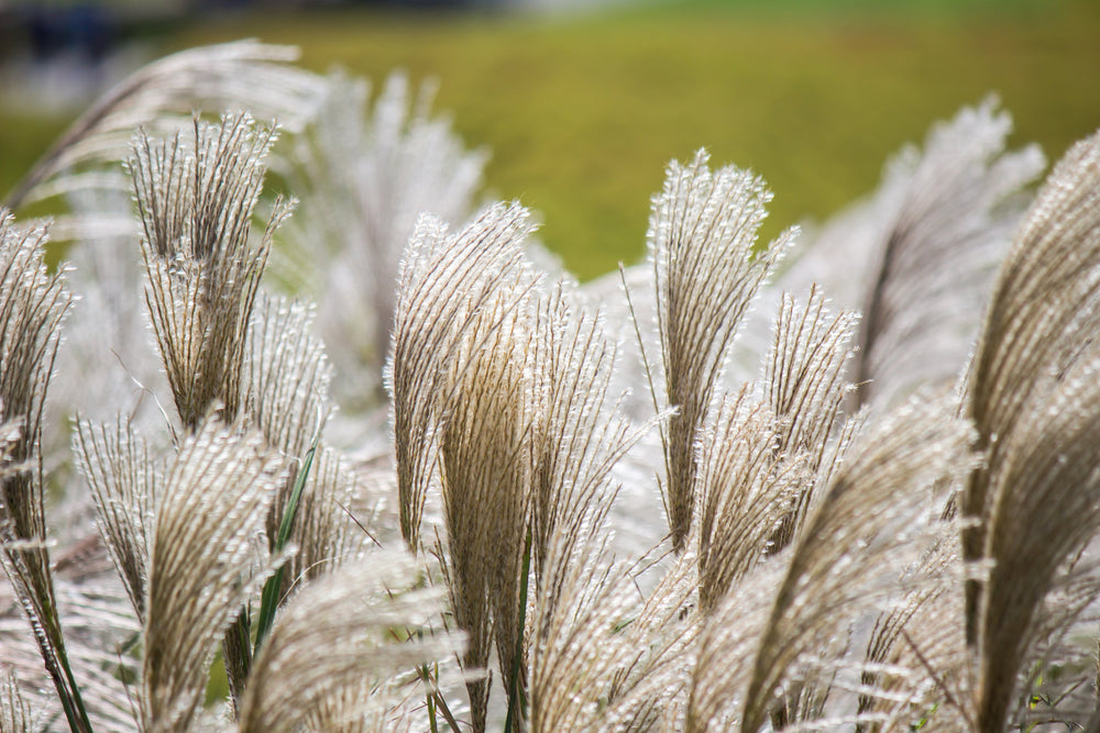 Silver Maiden Grass Seeds
