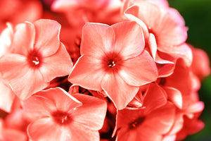 Phlox of Sheep (Pastel Mix Phlox) Seeds