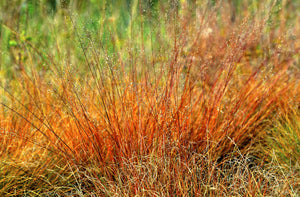 Prairie Dropseed Grass Seeds