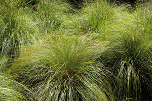 Prairie Dropseed Grass Seeds