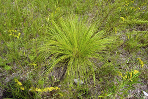 Prairie Dropseed Grass Seeds