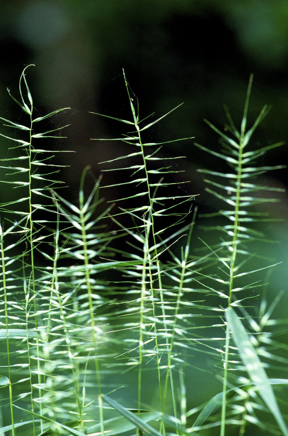 Bottlebrush Grass Seeds