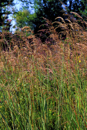 Indian Grass Seeds