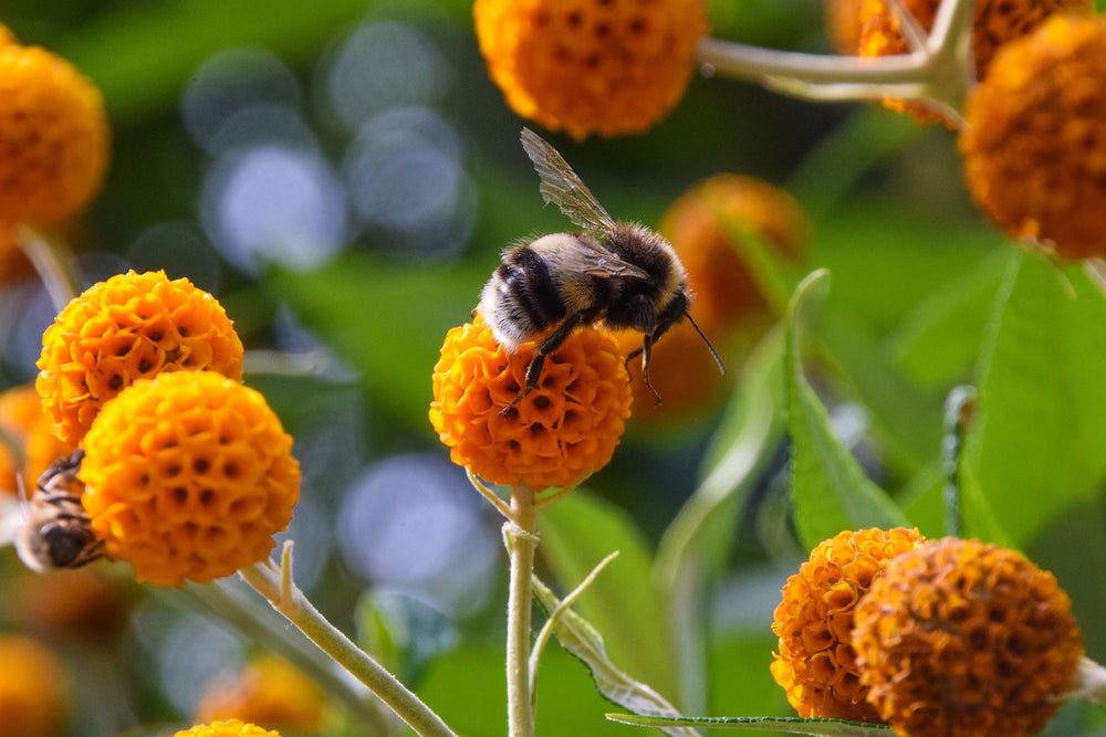 Orange Ball Tree Flower Seeds (Golden Butterfly Bush)