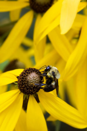 Yellow Coneflower Seeds