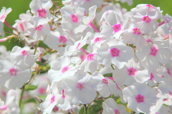 Phlox of Sheep (Pastel Mix Phlox) Seeds