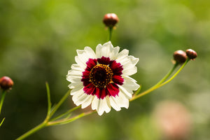 Incredible Swirl Coreopsis Seeds