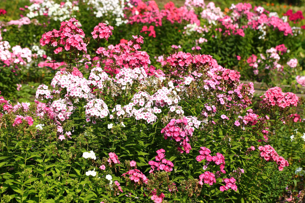 Phlox of Sheep (Pastel Mix Phlox) Seeds